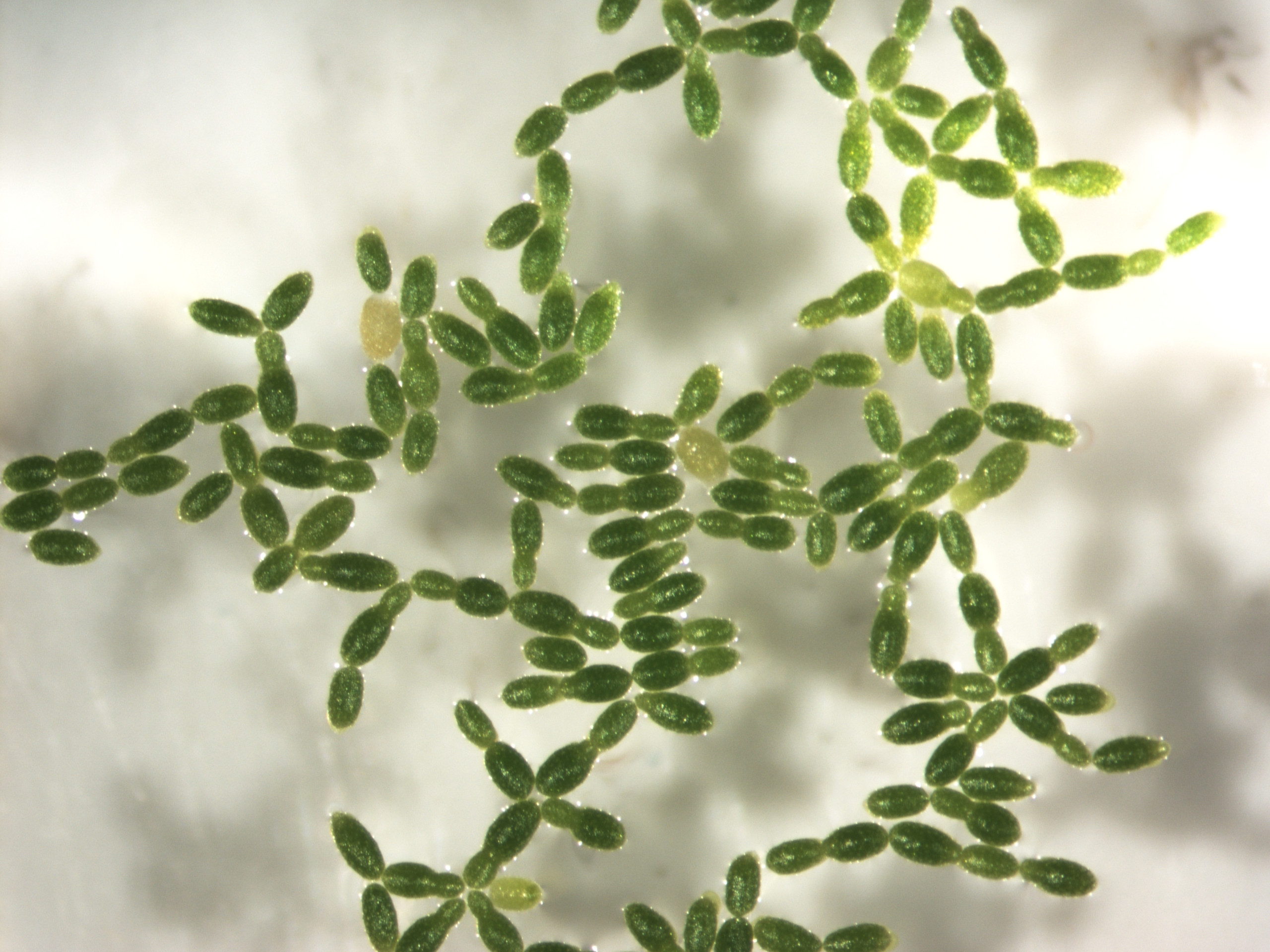 Close-up of Wolffia, clone #45.