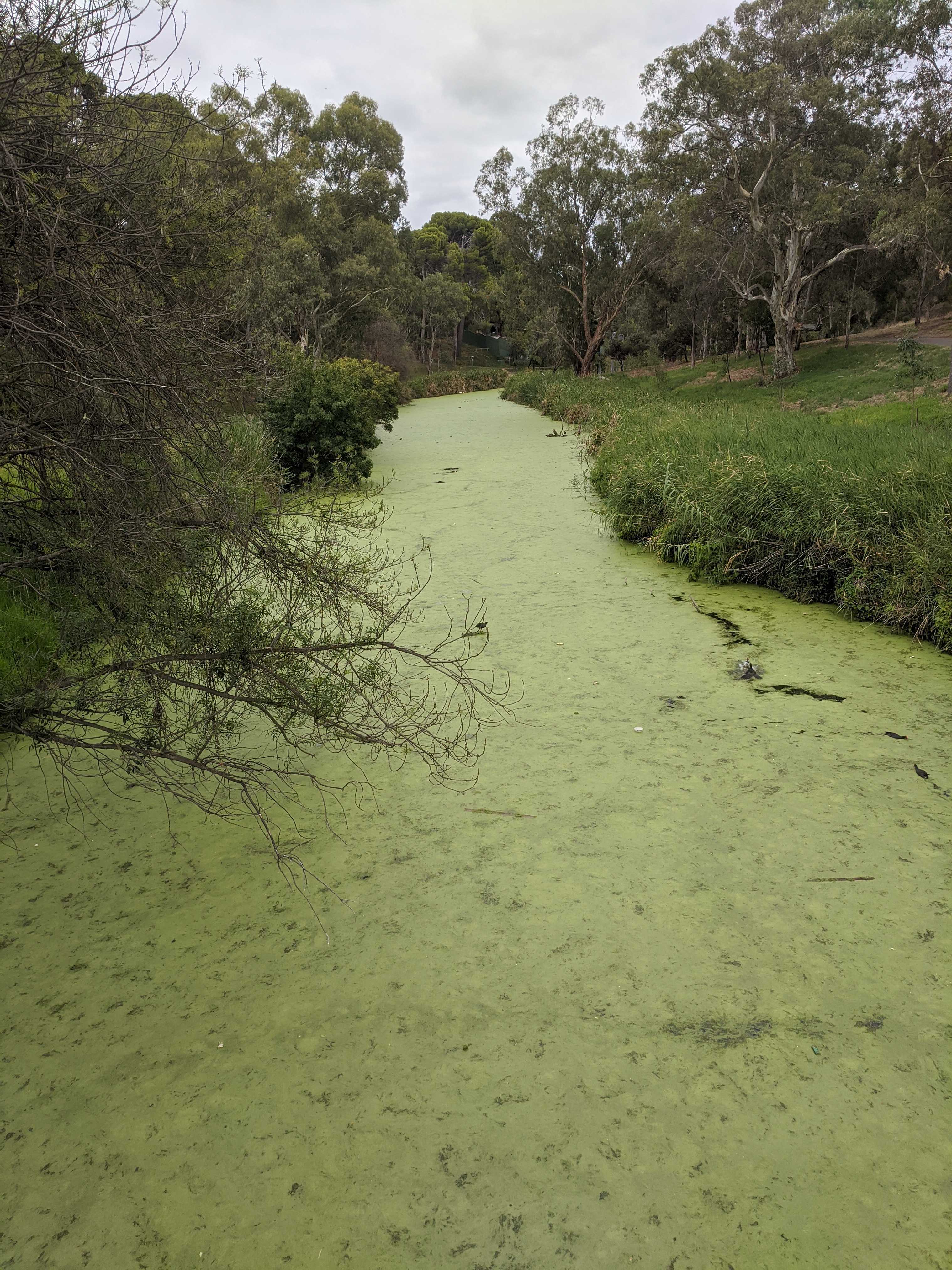 Duckweed covering the surface of the River Torrens in Adelaide.