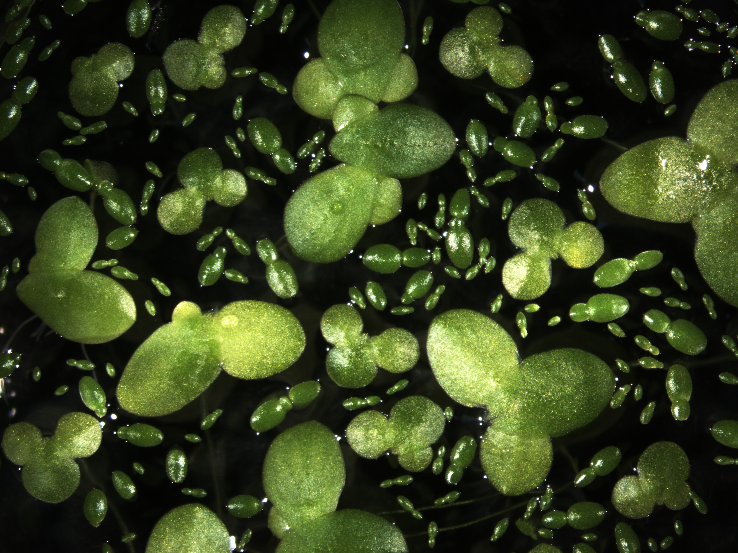 A mosaic of duckweed strains held in the collection.